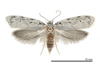 藏品(紋翅蛾科物種)的圖片